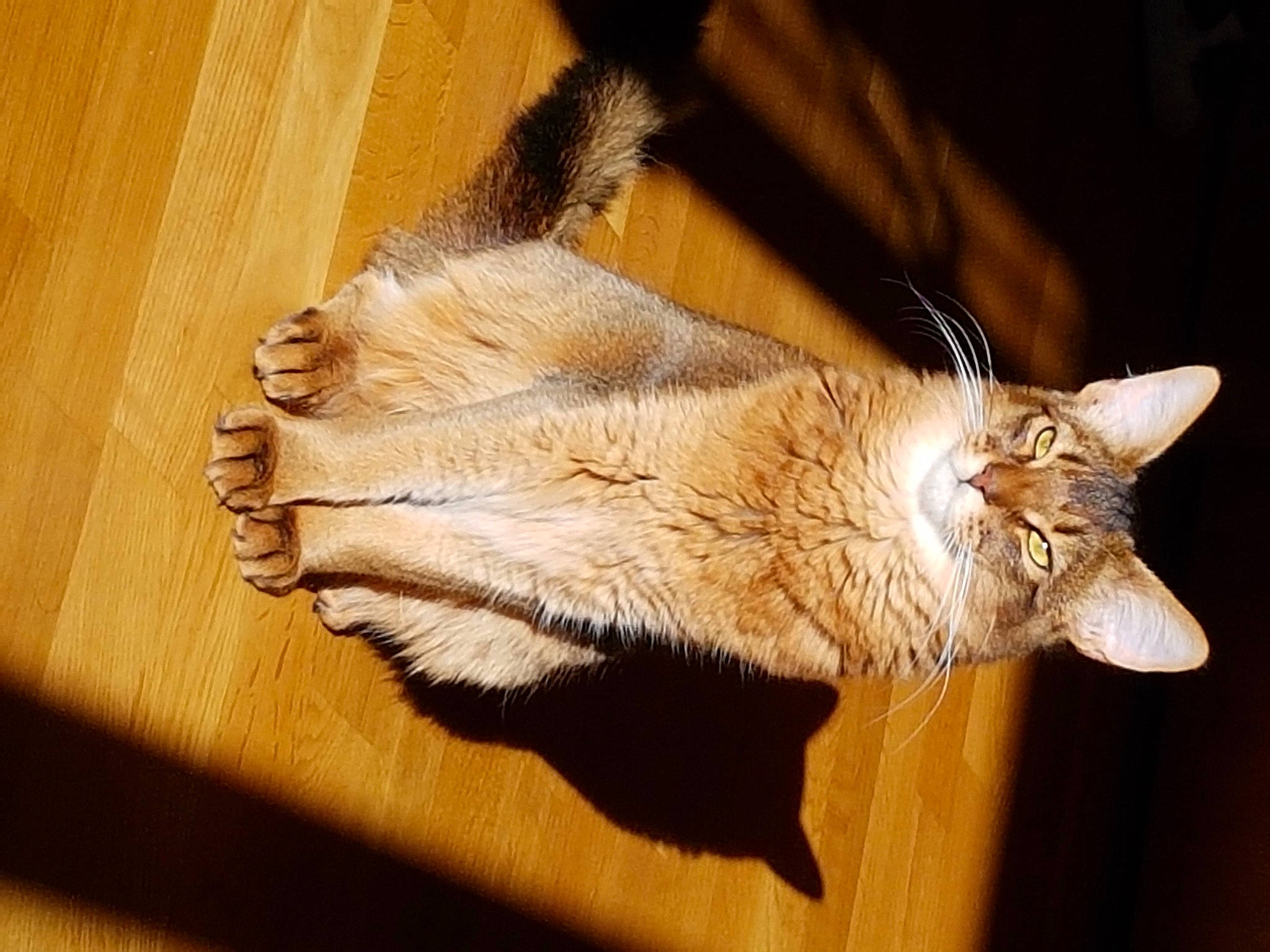 Oudini a rejoint le concours — aidez-le/la à gagner de superbes lots ! beige, carnivore, cat, fawn, felidae, flooring, fur, hardwood, laminate_flooring, plywood, shadow, small_to_medium_sized_cats, snout, tan, terrestrial_animal, varnish, whiskers, wood, wood_flooring, wood_stain