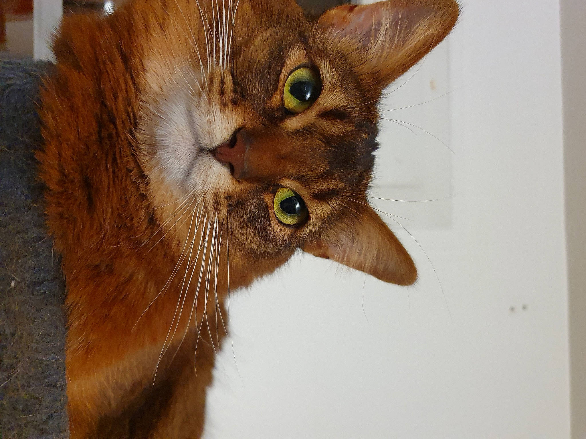 Oudini participe au concours pour gagner de l'argent avec cette photo : amber, brown, carnivore, cat, close_up, domestic_short_haired_cat, fawn, felidae, fur, iris, liver, orange, small_to_medium_sized_cats, snout, tan, terrestrial_animal, vertebrate, whiskers