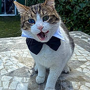 Akito José participe au concours pour gagner de l'argent avec cette photo : cat, feline, pet, bow_tie, tuxedo, heterochromia, blue_eye, green_eye, whiskers, open_mouth, tongue, teeth, pink_nose, paws, white_fur, tabby_fur, mosaic_table, outdoor, garden, portrait