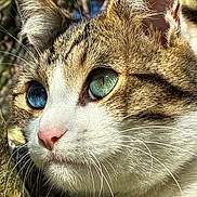 Akito José participe au concours pour gagner de l'argent avec cette photo : alert, animal_portrait, blue_eye, cat, close_up, curious, face, fur_texture, green_eye, heterochromia, mammal, nature, outdoor, pet, pink_nose, sunlight, tabby, tree_bark, whiskers, white_fur