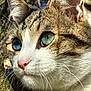 alert, animal_portrait, blue_eye, cat, close_up, curious, face, fur_texture, green_eye, heterochromia, mammal, nature, outdoor, pet, pink_nose, sunlight, tabby, tree_bark, whiskers, white_fur