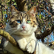 Akito participe au concours pour gagner de l'argent avec cette photo : cat, tree, branch, heterochromia, blue_eye, green_eye, animal, outdoor, nature, fur, whiskers, pet, wildlife, closeup, sunlight, mammal, creature, eyes, portrait, relaxed