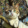 cat, tree, branch, heterochromia, blue_eye, green_eye, animal, outdoor, nature, fur, whiskers, pet, wildlife, closeup, sunlight, mammal, creature, eyes, portrait, relaxed