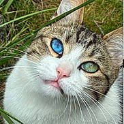 Akito participe au concours pour gagner de l'argent avec cette photo : animal, blue_eye, cat, close_up, curious, ears, feline, fur, grass, green_eye, head, heterochromia, nature, outdoor, pet, pink_nose, portrait, tabby, whiskers, white_fur