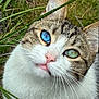 animal, blue_eye, cat, close_up, curious, ears, feline, fur, grass, green_eye, head, heterochromia, nature, outdoor, pet, pink_nose, portrait, tabby, whiskers, white_fur