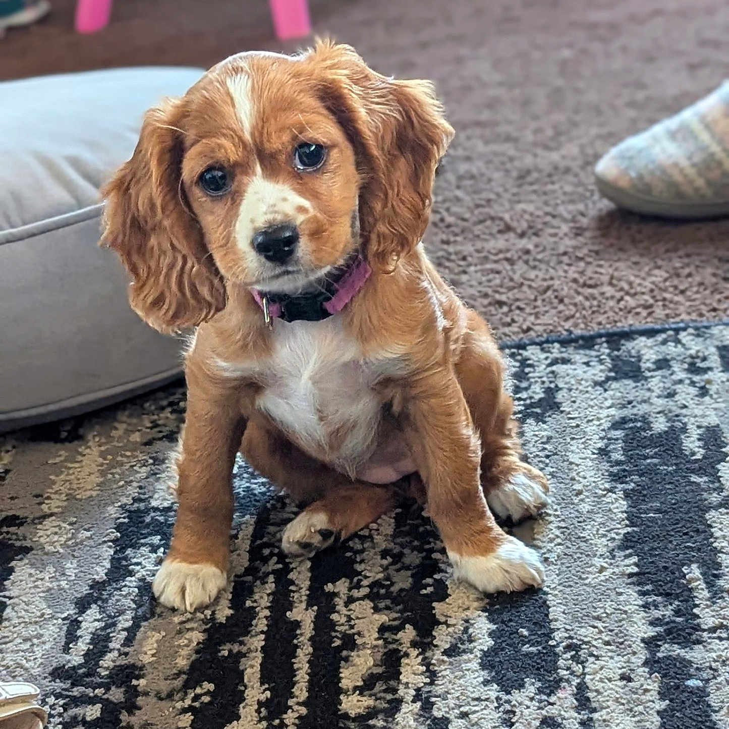 Bella is registered to the contest to win money with this photo: adorable, animal, brown, carpet, collar, companion, cozy, cute, dog, domestic, floor, fur, household, indoor, pet, puppy, sitting, small, white, young