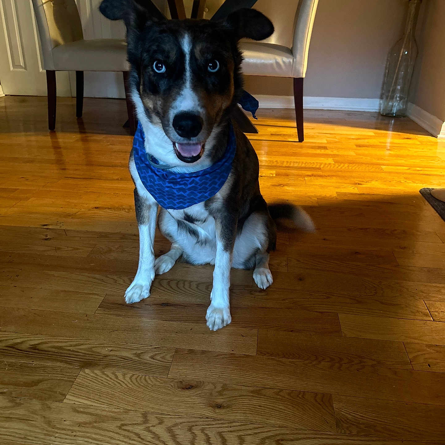 Hazel joined the competition — help win amazing prizes! accessories, animal, architecture, building, canine, chair, diningtable, dog, furniture, hardwood, hound, husky, indoors, interiordesign, pet, plate, plywood, puppy, table, wood