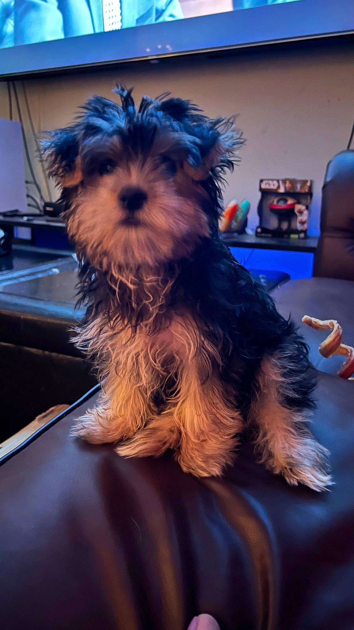 Gnocchi joined the competition — help win amazing prizes! blue, canidae, carnivore, companion_dog, desk, dog, dog_breed, electric_blue, fashion_accessory, flooring, fur, hardwood, picture_frame, small_terrier, sporting_group, table, terrier, toy_dog, working_animal, working_dog