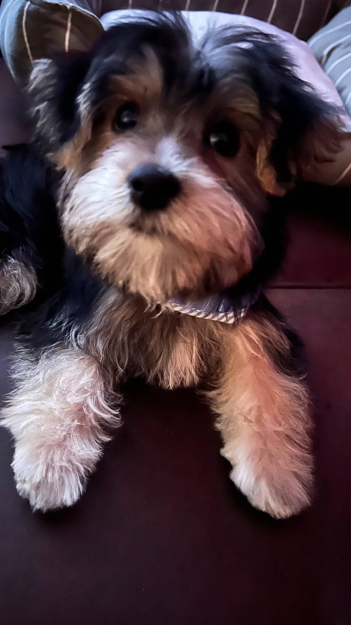 Gnocchi is registered to the contest to win money with this photo: biewer_terrier, canidae, carnivore, companion_dog, dog, dog_breed, event, fur, liver, maltepoo, non_sporting_group, puppy, small_terrier, snout, sporting_group, terrestrial_animal, terrier, toy_dog, working_animal, yorkipoo