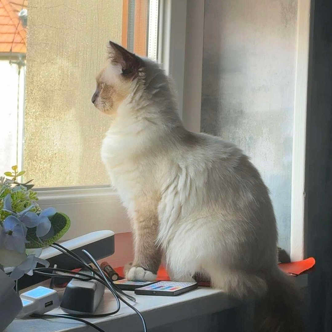 Aïko