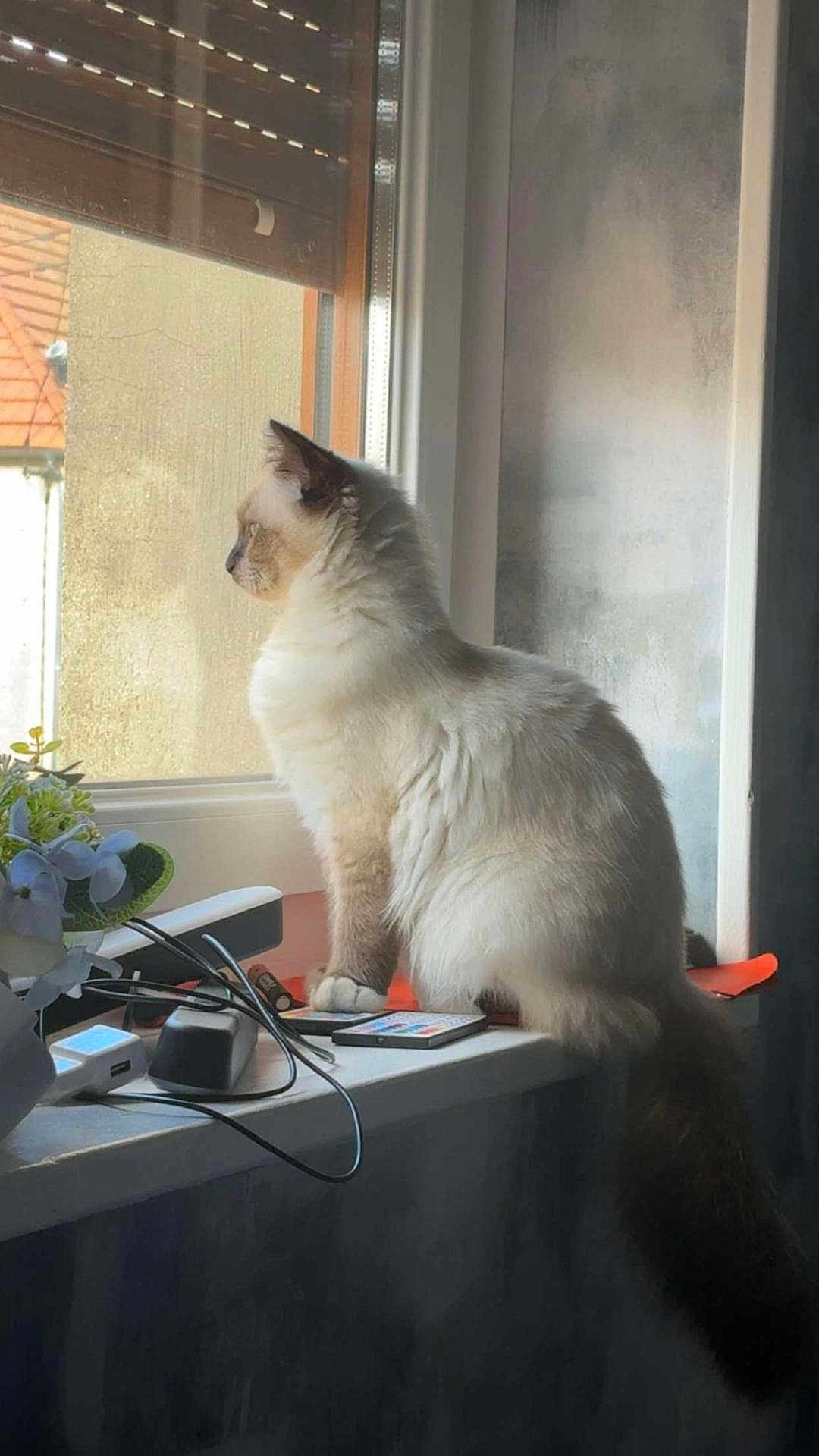 Aïko