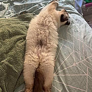 Aïko participe au concours pour gagner de l'argent avec cette photo : animal, bed, blanket, cat, comfort, cozy, cute, domestic, fluffy, fur, home, indoor, paw, pet, relaxation, resting, sleeping, stretching, tail, towel