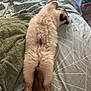 animal, bed, blanket, cat, comfort, cozy, cute, domestic, fluffy, fur, home, indoor, paw, pet, relaxation, resting, sleeping, stretching, tail, towel