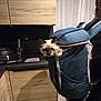 Aïko a rejoint le concours — aidez-le/la à gagner de superbes lots ! animal, appliance, backpack, black_clothing, blue, cat, companion, countertop, curious, curtains, cute, domestic, indoor, kitchen, person, pet, tile_floor, window, wooden_cabinets, zipper