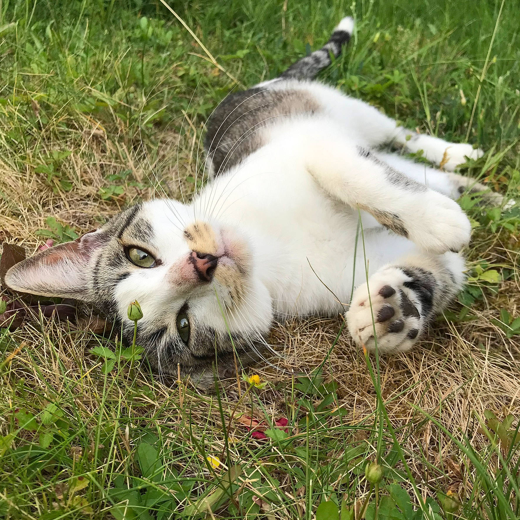 Jacob participe au concours pour gagner de l'argent avec cette photo : adaptation, carnivore, cat, domestic_rabbit, ear, felidae, fur, grass, hare, pasture, plant, rabbit, rabbits_and_hares, whiskers, wildlife