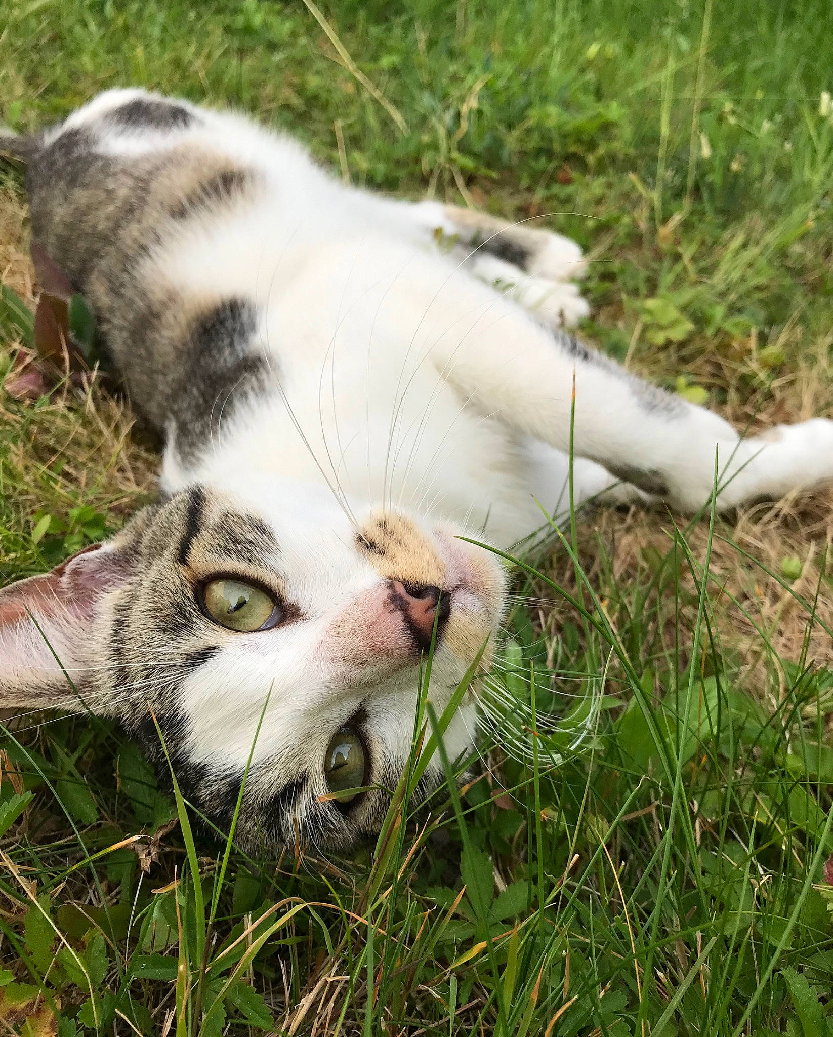 Jacob participe au concours pour gagner de l'argent avec cette photo : canidae, carnivore, cat, felidae, grass, plant, small_to_medium_sized_cats, snout, whiskers, wildlife