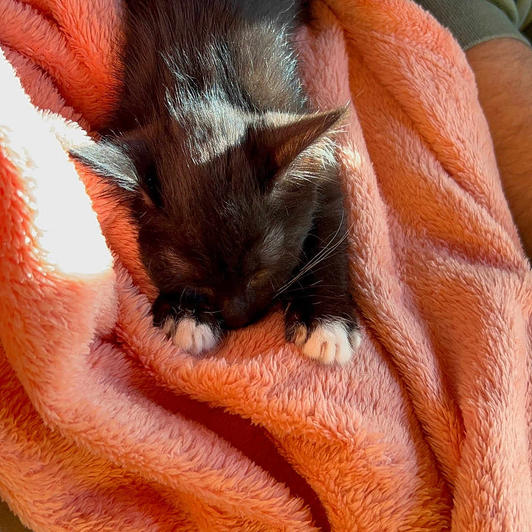 Baby Ragnar