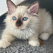 Ariel participe au concours pour gagner de l'argent avec cette photo : animal, blue_eyes, carpet, cat, closeup, cozy, cute, domestic, feline, fluffy, fur, indoor, kitten, paws, pet, playful, portrait, relaxed, whiskers, young
