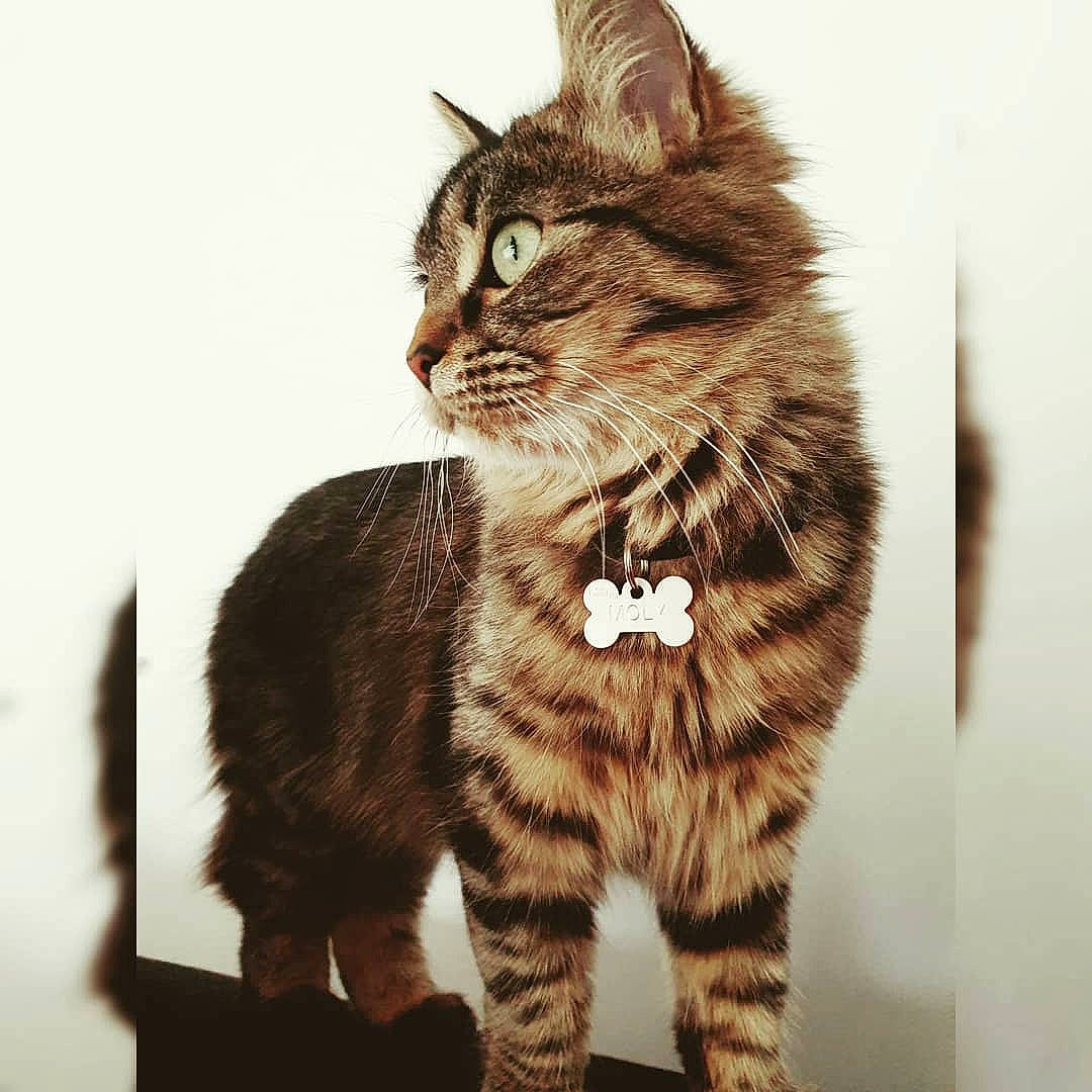 Moly participe au concours pour gagner de l'argent avec cette photo : carnivore, cat, claw, domestic_short_haired_cat, felidae, fur, illustration, pattern, paw, photo_caption, small_to_medium_sized_cats, snout, tail, terrestrial_animal, whiskers, wildlife, wood