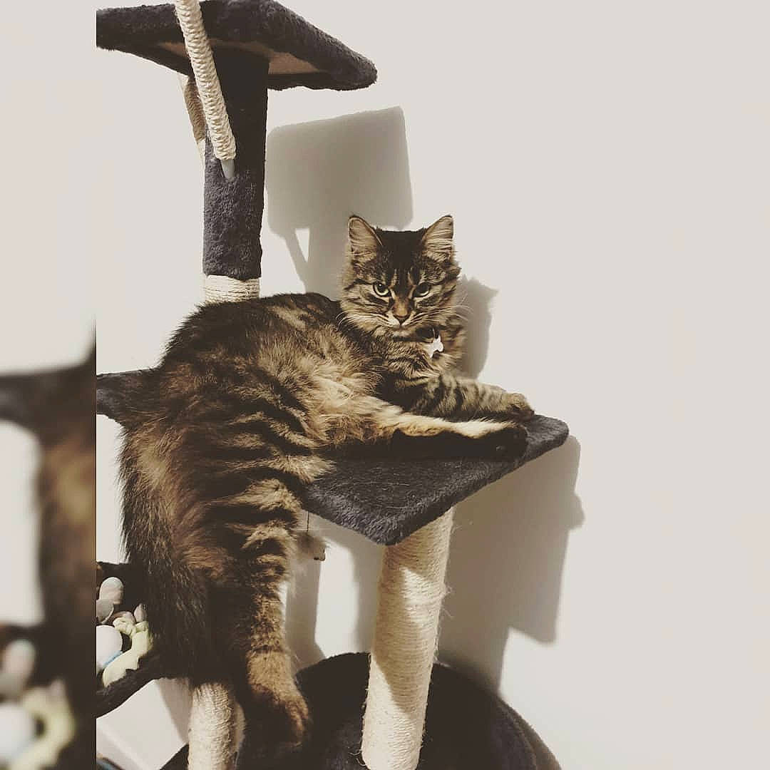 Moly participe au concours pour gagner de l'argent avec cette photo : carnivore, cat, cat_supply, comfort, domestic_short_haired_cat, felidae, fur, grey, pet_supply, small_to_medium_sized_cats, tail, whiskers, wood
