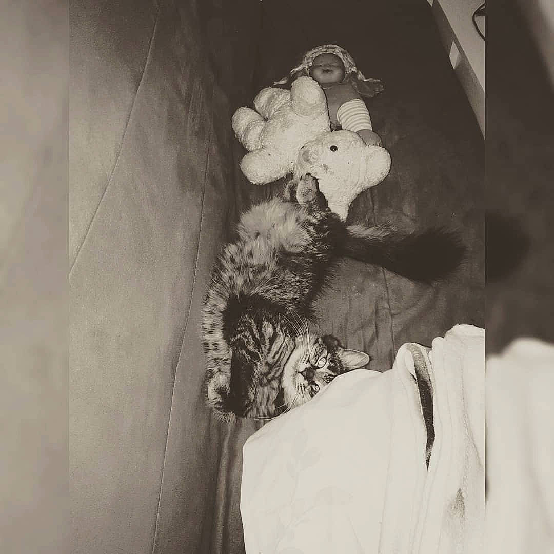 Moly participe au concours pour gagner de l'argent avec cette photo : art, black_and_white, dress, flash_photography, flower, fur, grey, monochrome, monochrome_photography, petal, plant, sitting, still_life_photography, stuffed_toy, teddy_bear, tints_and_shades, toy, vintage_clothing, visual_arts, wood