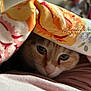 Erza participe au concours pour gagner de l'argent avec cette photo : animal, blanket, cat, closeup, comfort, cozy, curious, cute, domestic, face, feline, floral_pattern, fur, indoor, pet, resting, sleepy, soft, warm, whiskers