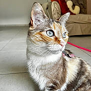 Erza a rejoint le concours — aidez-le/la à gagner de superbes lots ! animal, blue_eyes, calico_cat, cat, close_up, collar, couch, ears, feline, fur, home_decor, indoor, leash, living_room, pet, pillows, portrait, sitting, tile_floor, whiskers