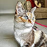 animal, blue_eyes, calico_cat, cat, close_up, collar, couch, ears, feline, fur, home_decor, indoor, leash, living_room, pet, pillows, portrait, sitting, tile_floor, whiskers