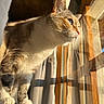 Erza participe au concours pour gagner de l'argent avec cette photo : animal, brown_and_white, cat, close_up, curtains, feline, green_eyes, indoors, pet, photography, pink_nose, portrait, relaxed, short_hair, standing, sunbeam, sunlight, whiskers, window, wood