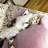 Erza participe au concours pour gagner de l'argent avec cette photo : animal, bed, bedroom, blanket, calico_cat, cat, cozy, feline, floral_bedding, fluffy, gray_fur, green_eyes, indoor, lying_down, orange_fur, pet, pink_blanket, upside_down, white_fur, wooden_floor
