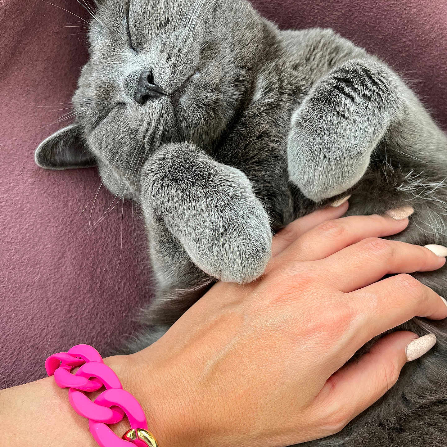 Mystik participe au concours pour gagner de l'argent avec cette photo : accessories, animal, bodypart, bracelet, cat, claw, electronics, finger, hand, hardware, hook, jewelry, kitten, person, pet, ring, silver, sleeping, wrist, wristwatch