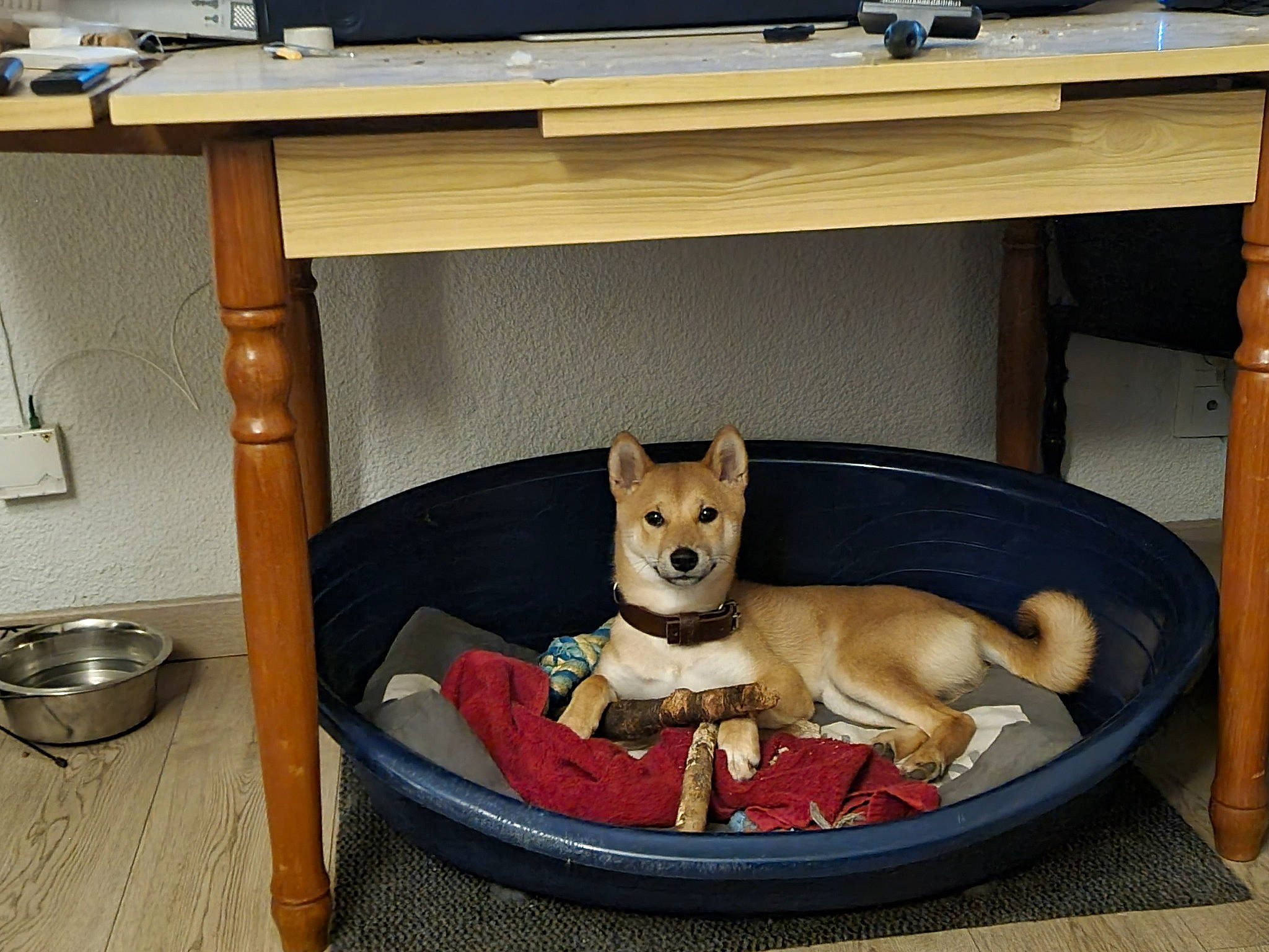 Horus participe au concours pour gagner de l'argent avec cette photo : cabinetry, carnivore, chair, comfort, companion_dog, desk, dog, dog_bed, dog_breed, dog_crate, dog_supply, doghouse, fawn, furniture, pet_supply, snout, sporting_group, table, toy, wood