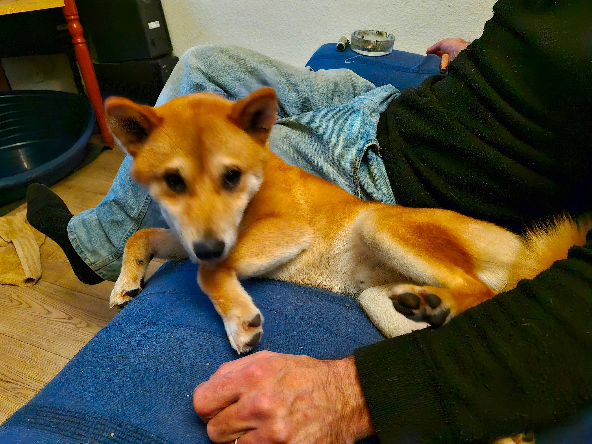 Horus a rejoint le concours — aidez-le/la à gagner de superbes lots ! ancient_dog_breeds, canidae, carnivore, chair, comfort, companion_dog, dog, dog_breed, fawn, fur, herding_dog, non_sporting_group, snout, spitz, sporting_group, tail, terrestrial_animal, toy_dog, whiskers, working_animal