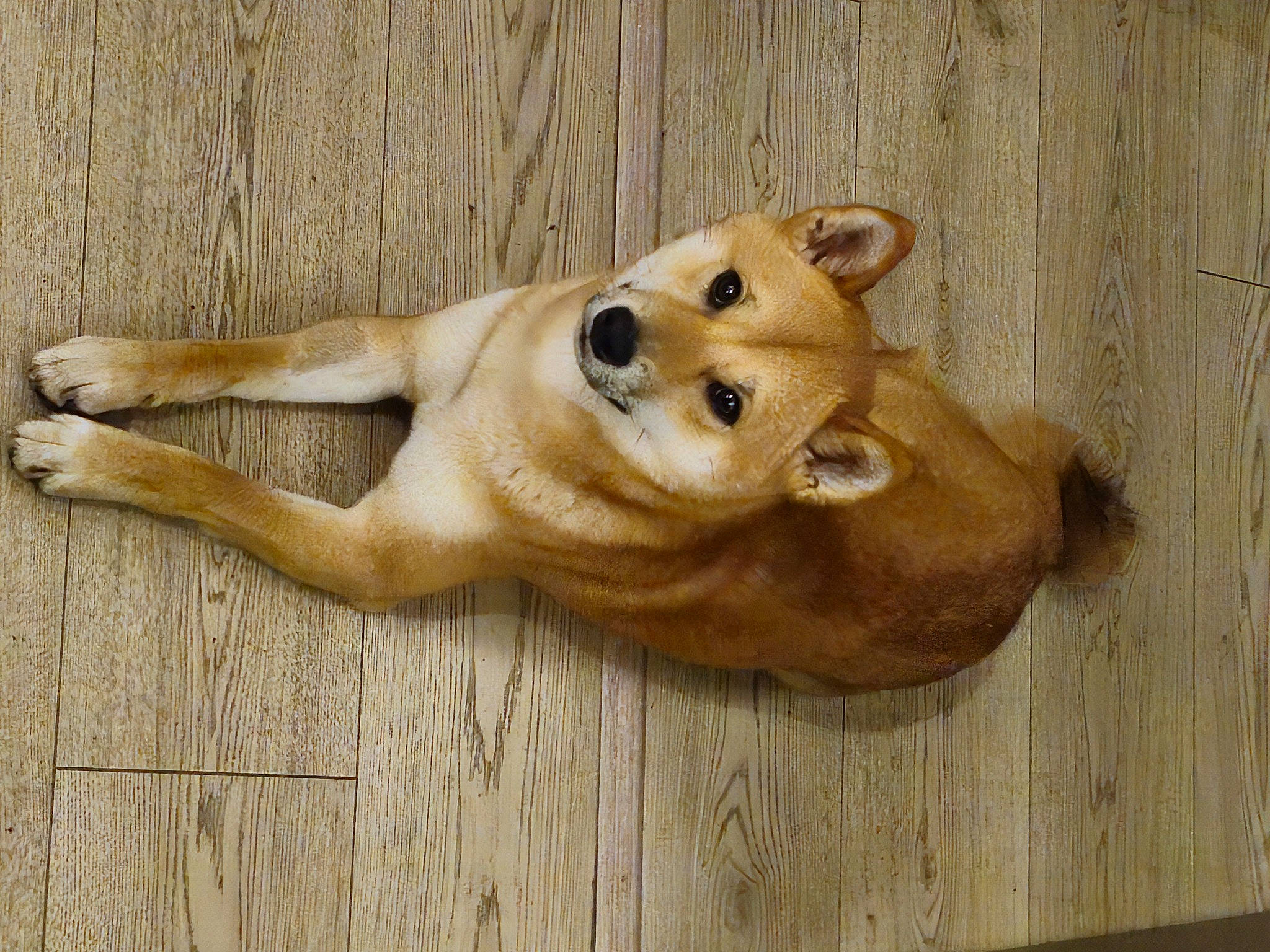 Horus participe au concours pour gagner de l'argent avec cette photo : ancient_dog_breeds, canidae, carnivore, companion_dog, dog, dog_breed, fawn, flooring, fur, hardwood, non_sporting_group, paw, snout, sporting_group, tail, terrestrial_animal, whiskers, wildlife, wood, working_animal