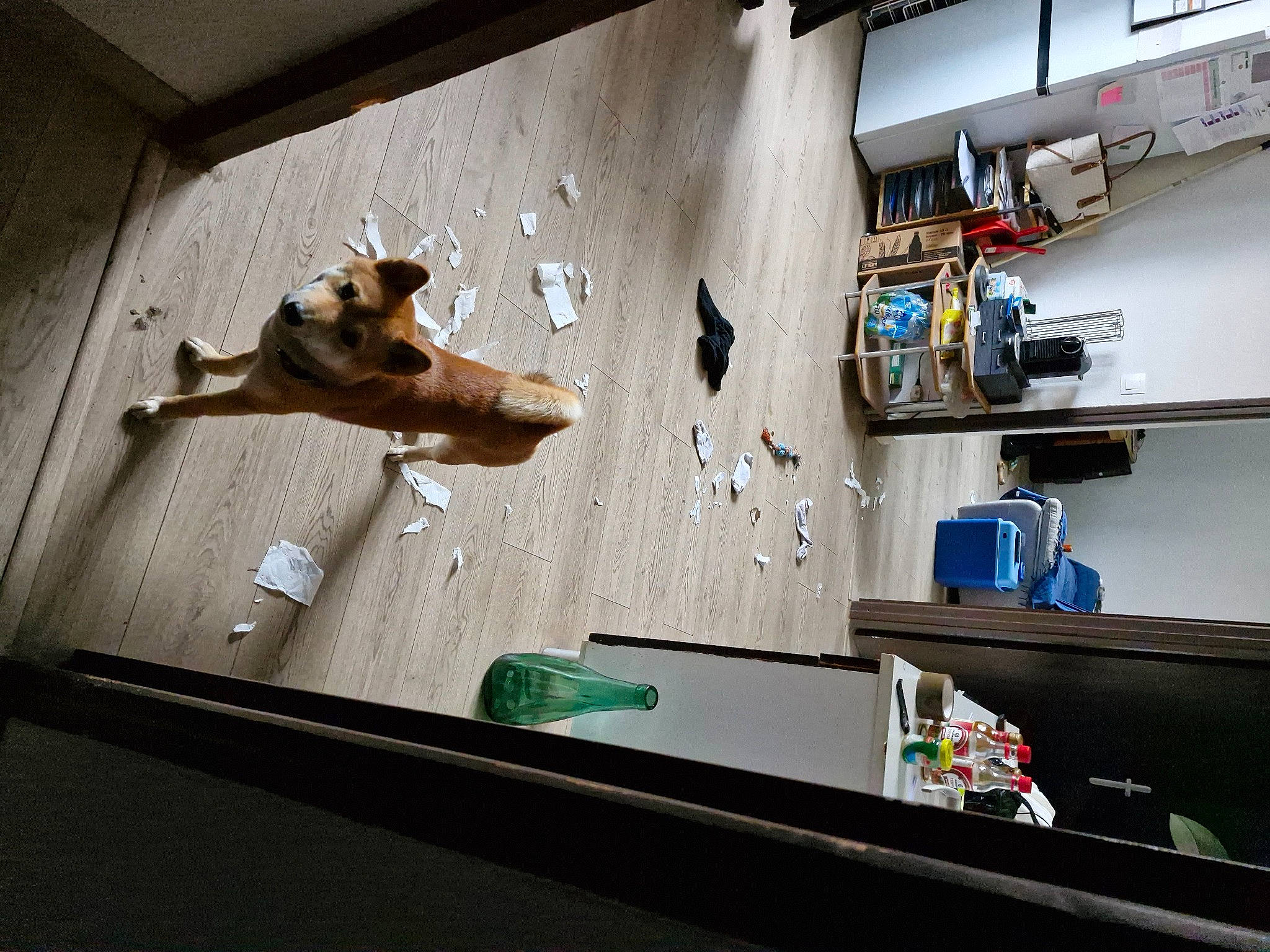 Horus participe au concours pour gagner de l'argent avec cette photo : adventure, building, canidae, carnivore, ceiling, companion_dog, display_device, dog, dog_breed, fawn, flooring, hardwood, machine, non_sporting_group, plywood, room, shelving, sporting_group, table, wood