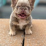 puppy, dog, cute, smiling, ears, brown_fur, sitting, outdoor, close_up, stone_surface, pet, animal, young, tongue_out, happy, face, small, adorable, playful, blurred_background