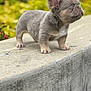Mighty Joe is registered to the contest to win money with this photo: puppy, dog, french_bulldog, blue_eyes, ears, concrete, ledge, outdoor, greenery, pet, cute, small, animal, fur, curious, standing, side_view, background_blur, young, adorable