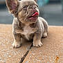 puppy, dog, cute, tongue_out, ears, wrinkles, close_up, animal, pet, outdoor, stone_surface, texture, small, young, fur, sitting, adorable, expression, background_blur, playful