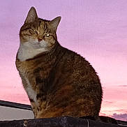 Blanchette participe au concours pour gagner de l'argent avec cette photo : cat, tabby, pet, scratching_post, sunset, sky, pink_sky, purple_sky, window, indoor, feline, animal, cute, fur, whiskers, ears, tail, sitting, looking, domestic_cat