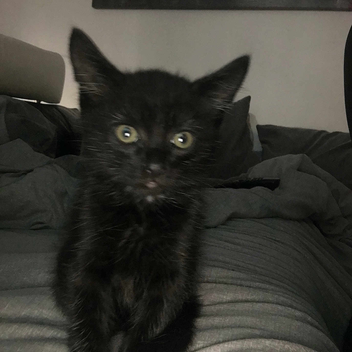 Jack joined the competition — help win amazing prizes! animal, black_cat, blanket, cozy, cute, ears, eyes, feline, fur, furniture, gray, home, indoor, kitten, pet, portrait, sitting, soft, wall_art, young