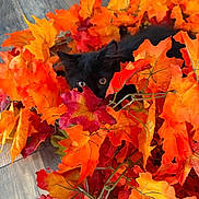 Gus Gus is registered to the contest to win money with this photo: cat, black_cat, kitten, animal, pet, feline, autumn, fall_leaves, artificial_leaves, orange_leaves, red_leaves, yellow_leaves, foliage, camouflage, hiding, peeking, eyes, whiskers, indoor, wood_floor
