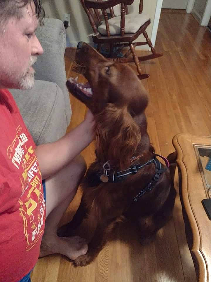 Kili joined the competition — help win amazing prizes! canidae, carnivore, collar, companion_dog, dog, dog_breed, dog_collar, ear, fawn, flooring, fun, gesture, hardwood, liver, mammal, pet_supply, snout, sporting_group, wood, working_animal