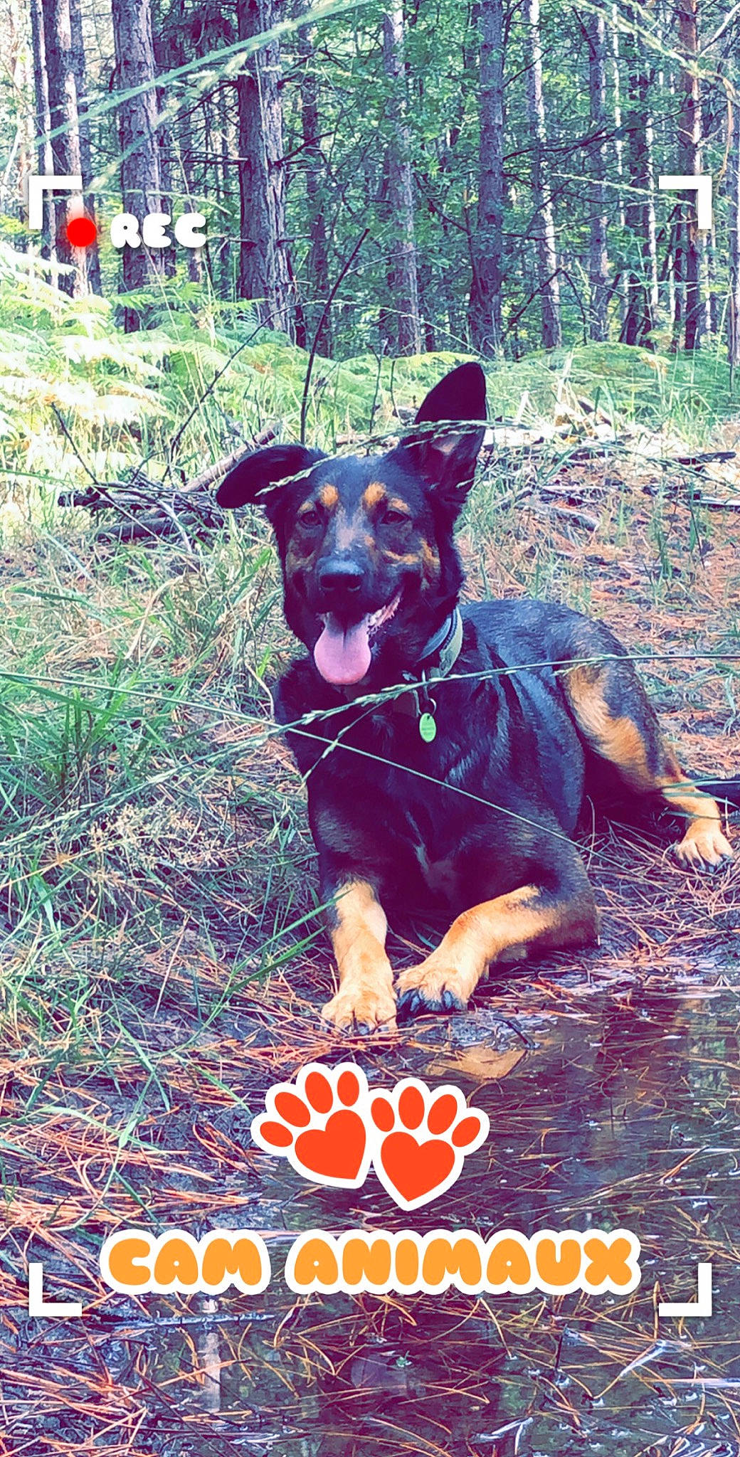 Naya participe au concours pour gagner de l'argent avec cette photo : canidae, carnivore, collar, companion_dog, dog, dog_breed, dog_collar, dog_supply, guard_dog, herding_dog, hunting_dog, paw, pet_supply, snout, sporting_group, tongue, vertebrate, woodland, working_animal, working_dog