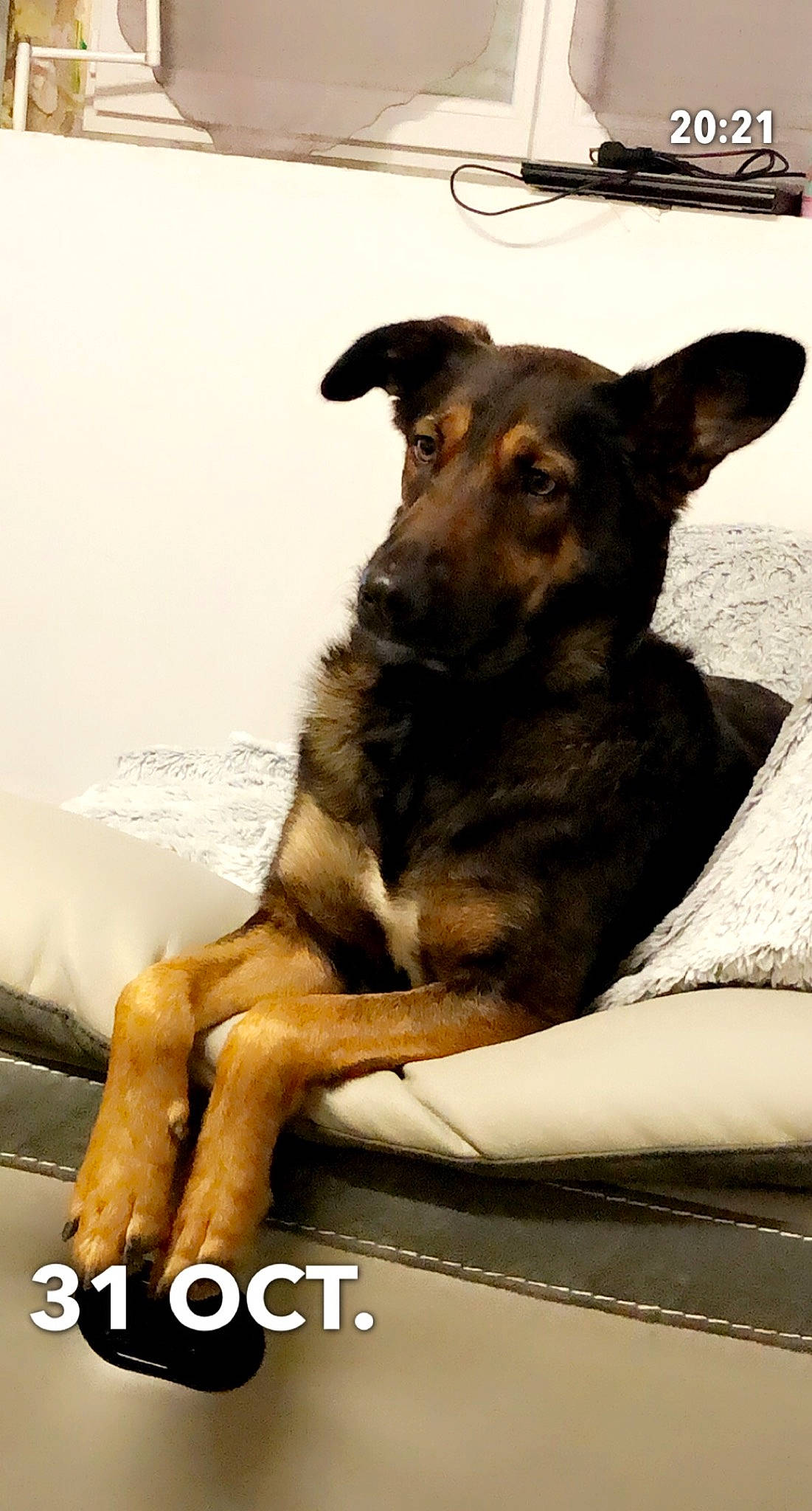 Naya a rejoint le concours — aidez-le/la à gagner de superbes lots ! canidae, carnivore, companion_dog, dog, dog_breed, dog_supply, foot, guard_dog, snout, sporting_group, stock_photography, terrestrial_animal, whiskers, working_animal, working_dog