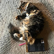 Violet is registered to the contest to win money with this photo: cat, fluffy, indoor, carpet, book, highlighter, relaxed, lying_down, pet, feline, multi-colored, cozy, fur, whiskers, paws, tail, domestic_animal, animal, resting, comfortable