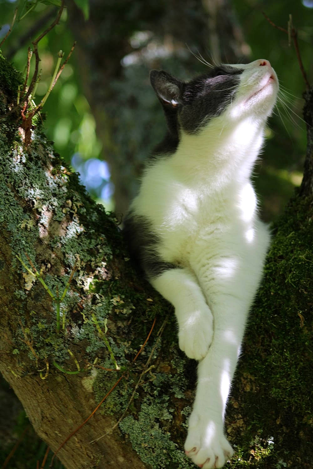 Loukoum participe au concours pour gagner de l'argent avec cette photo : tail, whiskers