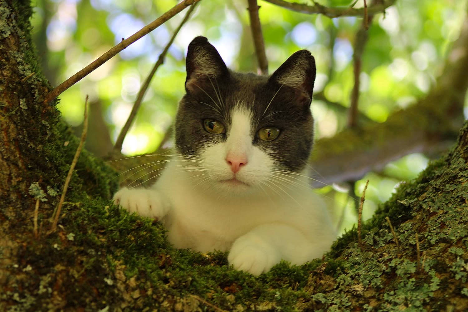 Loukoum a rejoint le concours — aidez-le/la à gagner de superbes lots ! aegean_cat, american_wirehair, branch, carnivore, cat, domestic_short_haired_cat, european_shorthair, eye, felidae, fur, grass, norwegian_forest_cat, plant, polydactyl_cat, small_to_medium_sized_cats, snout, tree, turkish_van, whiskers