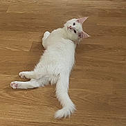 Natsu participe au concours pour gagner de l'argent avec cette photo : cat, white_cat, fluffy, pet, animal, indoor, wooden_floor, relaxed, lying_down, looking_back, cute, feline, domestic_cat, tail, ears, whiskers, paw, fur, mammal, companion