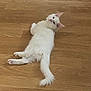 cat, white_cat, fluffy, pet, animal, indoor, wooden_floor, relaxed, lying_down, looking_back, cute, feline, domestic_cat, tail, ears, whiskers, paw, fur, mammal, companion