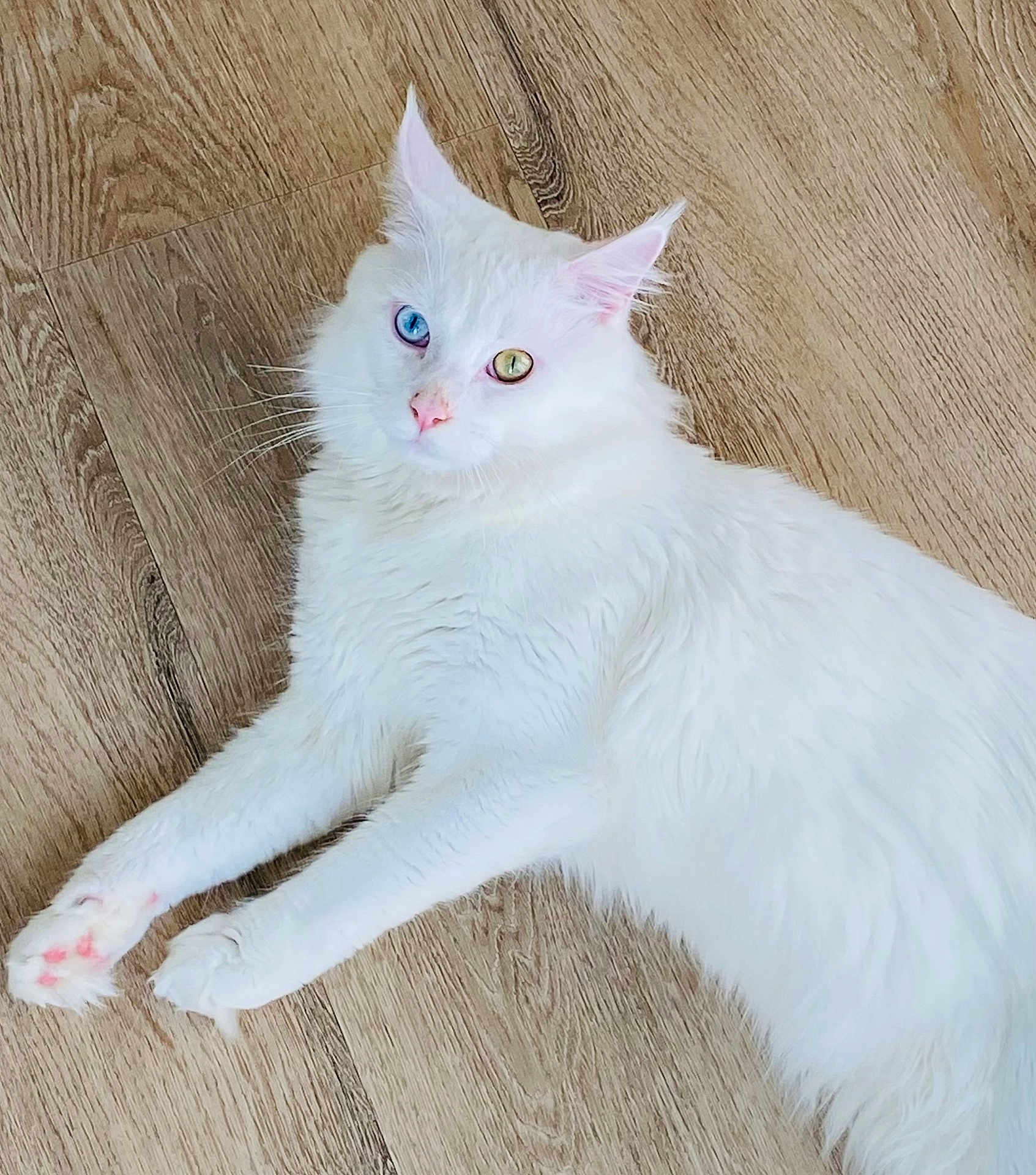 Natsu participe au concours pour gagner de l'argent avec cette photo : cat, white_cat, heterochromia, blue_eye, yellow_eye, pet, animal, feline, indoor, wooden_floor, relaxed, stretching, cute, fluffy, paw, portrait, laying_down, domestic_cat, whiskers, pink_nose